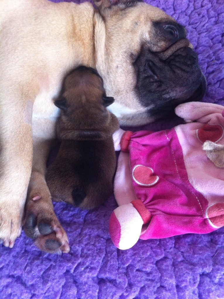 Chiot Bouledogue français Des Joyaux Du Petit Prince